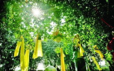 生态葬法奖补政策：树葬等绿色安葬方式获政府支持