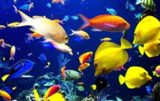热带鱼世界：色彩斑斓的海洋精灵之旅
