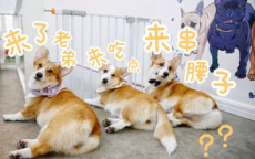 狗咖新纪元：从宠物乐园到社交新地标