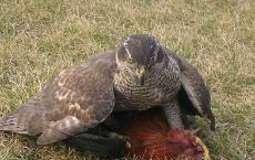 监控拍下真实版“老鹰抓母鸡”