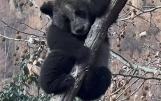 全网最黑大熊猫走红，萌态可掬引热议