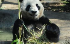 快乐步伐，旅日大熊猫归国之旅